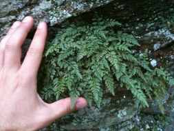 Image of <i>Asplenium montanum</i>