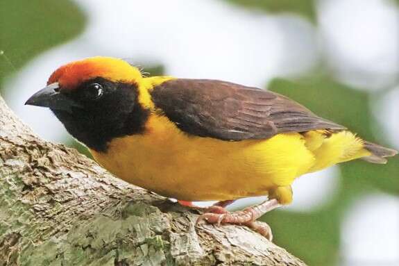 Image of Preuss's Golden-backed Weaver