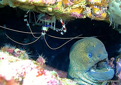 Image of Banded Coral Shrimp