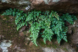 Image of <i>Asplenium montanum</i>