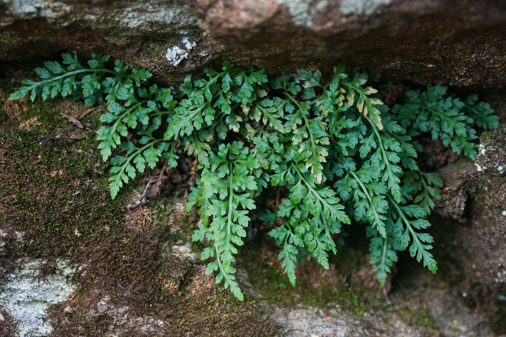 Image of <i>Asplenium montanum</i>