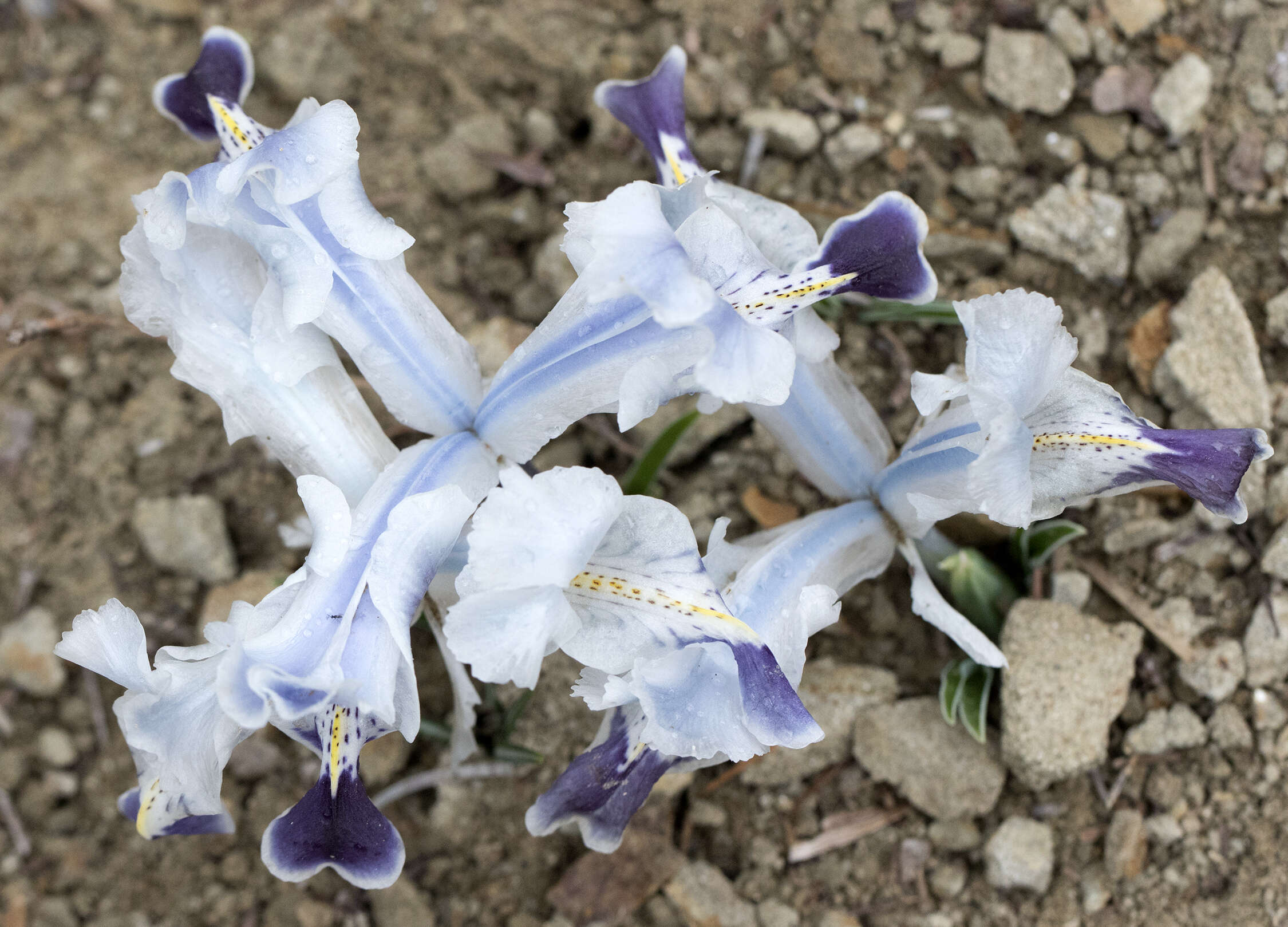 Слика од Iris stenophylla Hausskn. ex Baker