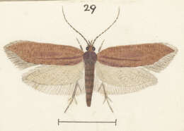 Image of Chrysorthenches porphyritis