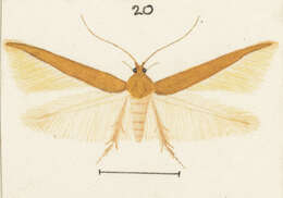 Слика од Stathmopoda holochra Meyrick 1889