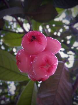 Imagem de Syzygium samarangense (Bl.) Merr. & L. M. Perry