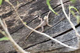 Image of Leopard Anole