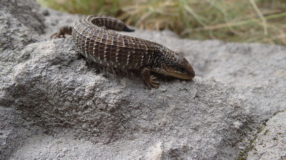 18.https www inaturalist org photos 1678062.580x360
