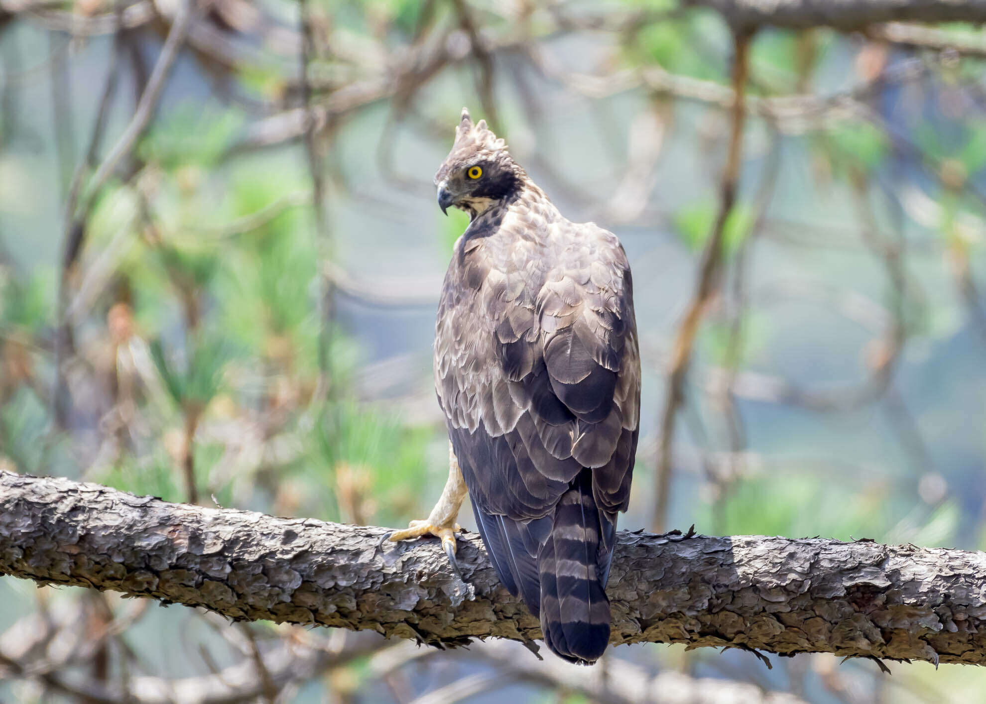 Nisaetus nipalensis Hodgson 1836 resmi