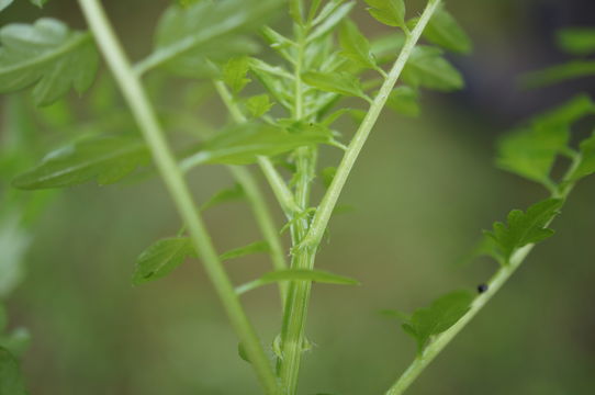 Image of <i>Cardamine impatiens</i>