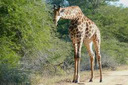 Image of Giraffe