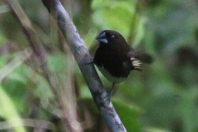 Image of White-bellied Munia