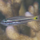 Image of Five-lined cardinalfish