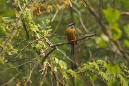 Image of Turquoise-browed Motmot