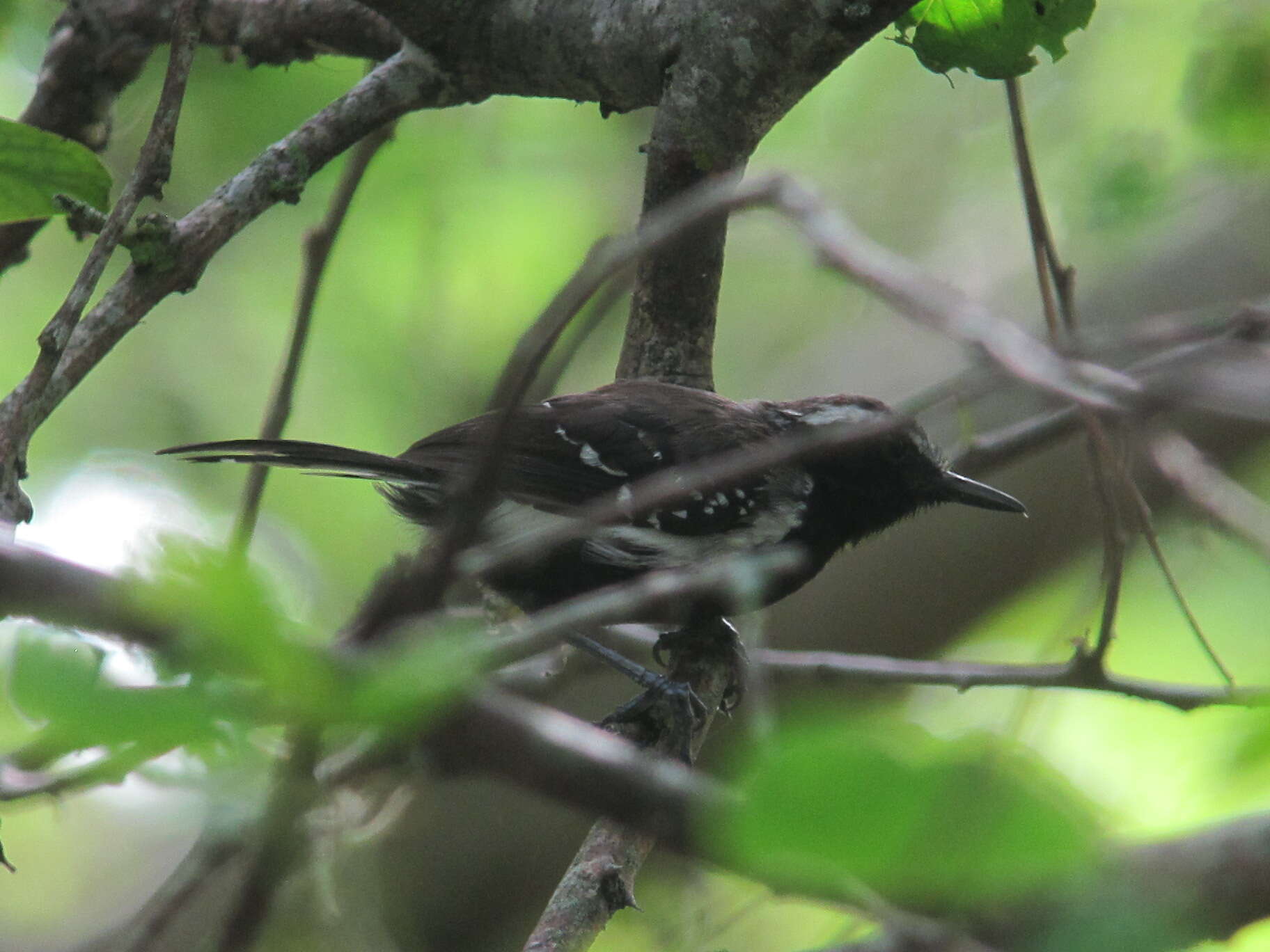 Image of Southern White-fringed Antwren