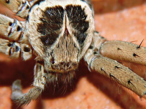 18.https www inaturalist org photos 1679947.580x360