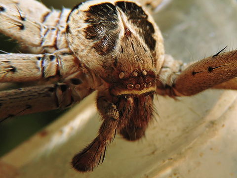 18.https www inaturalist org photos 1679948.580x360