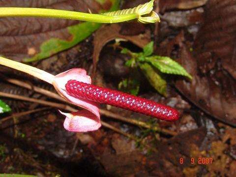 Image of Anthurium alluriquinense Croat