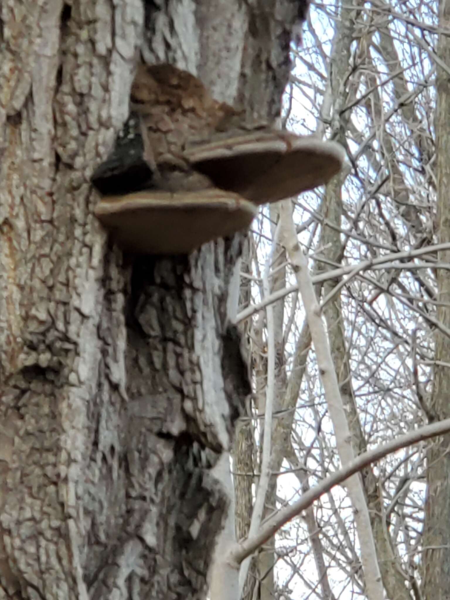 Image de Polypore du robinier