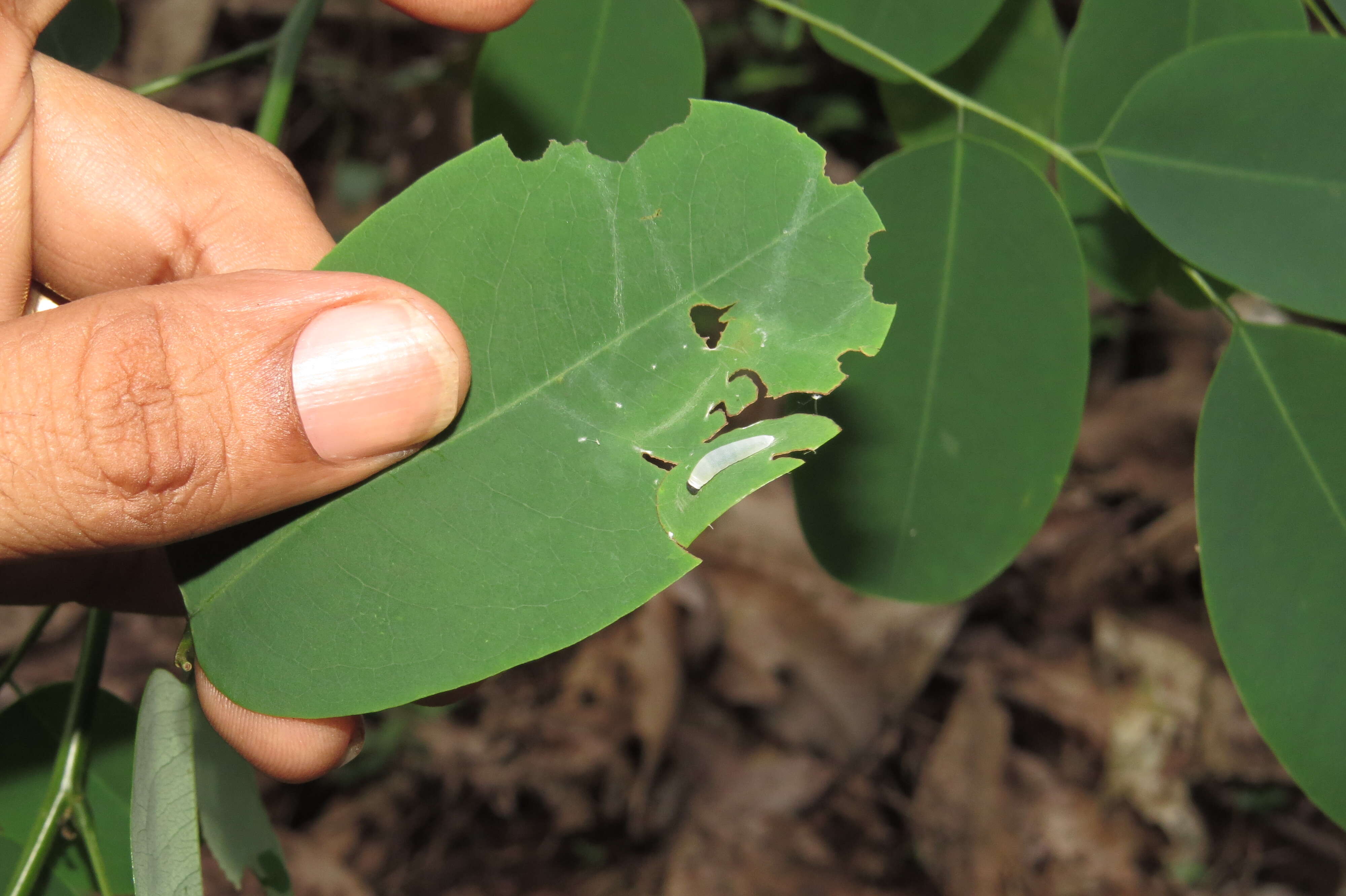 Слика од Dalbergia lanceolaria L. fil.