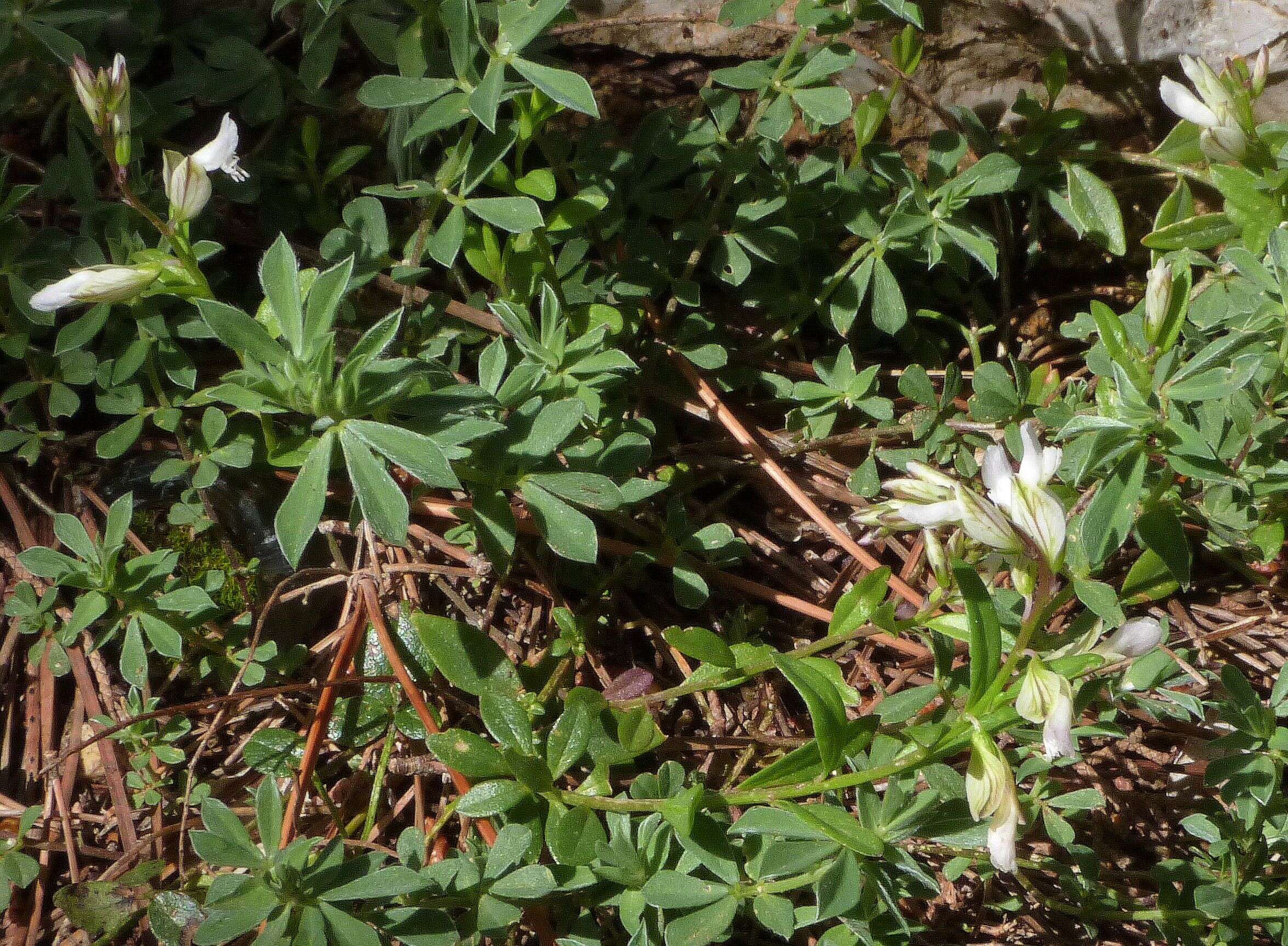 Image of Polygala monspeliaca L.