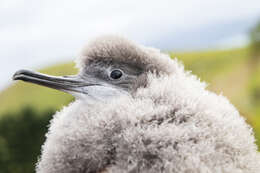 Image of Hutton's Shearwater