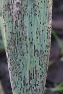 Image of Stem rust