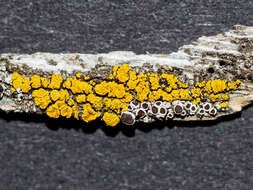 Image of eggyolk lichen