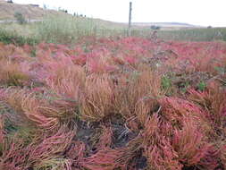 Image of red samphire