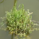 Image of <i>Berula erecta</i>