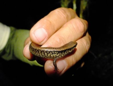 Image of Morelet's Alligator Lizard