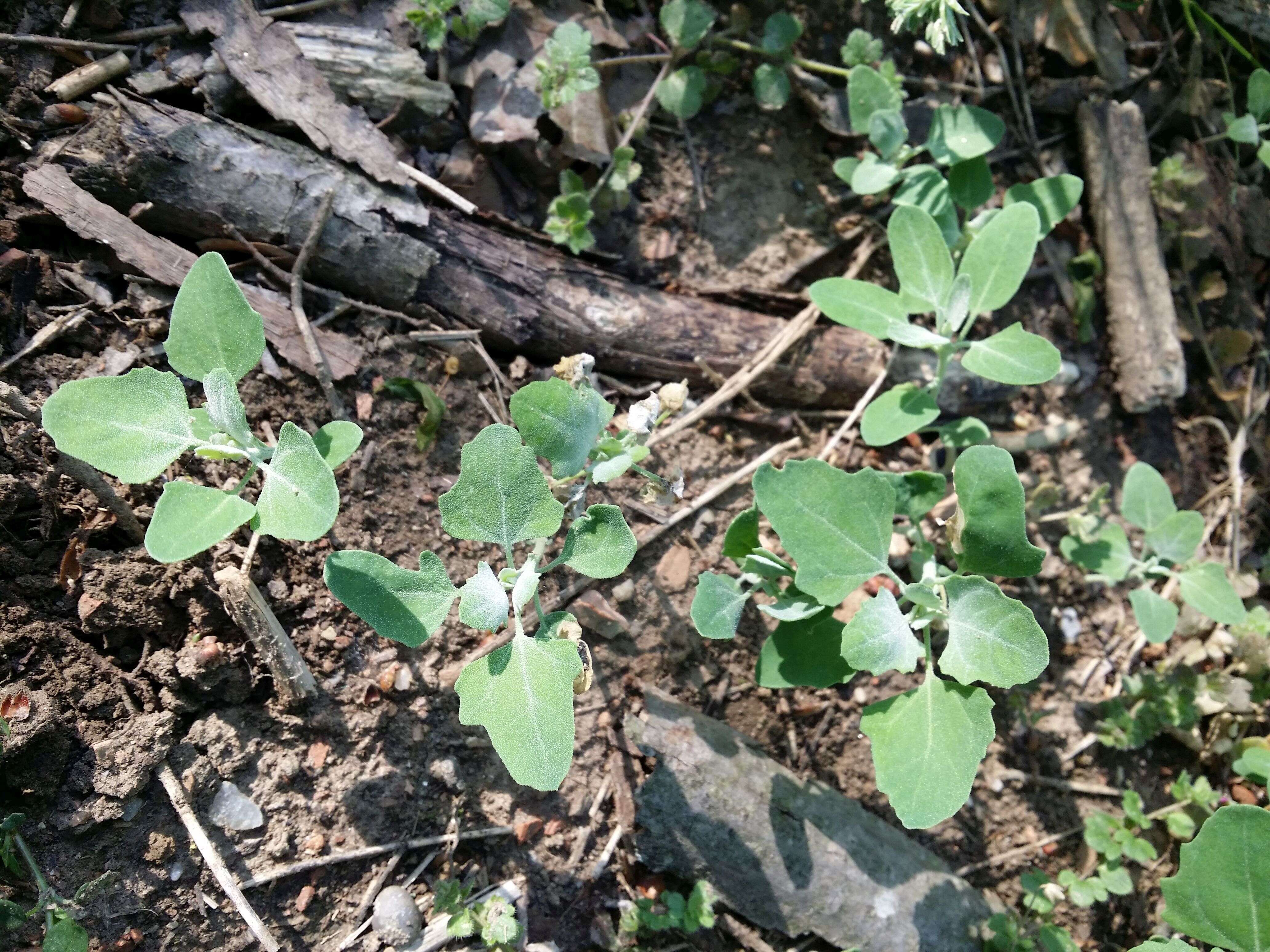 Image of Grey Goosefoot