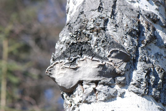 Image of <i>Phellinus tremulae</i>