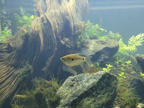 Image of Blue gourami