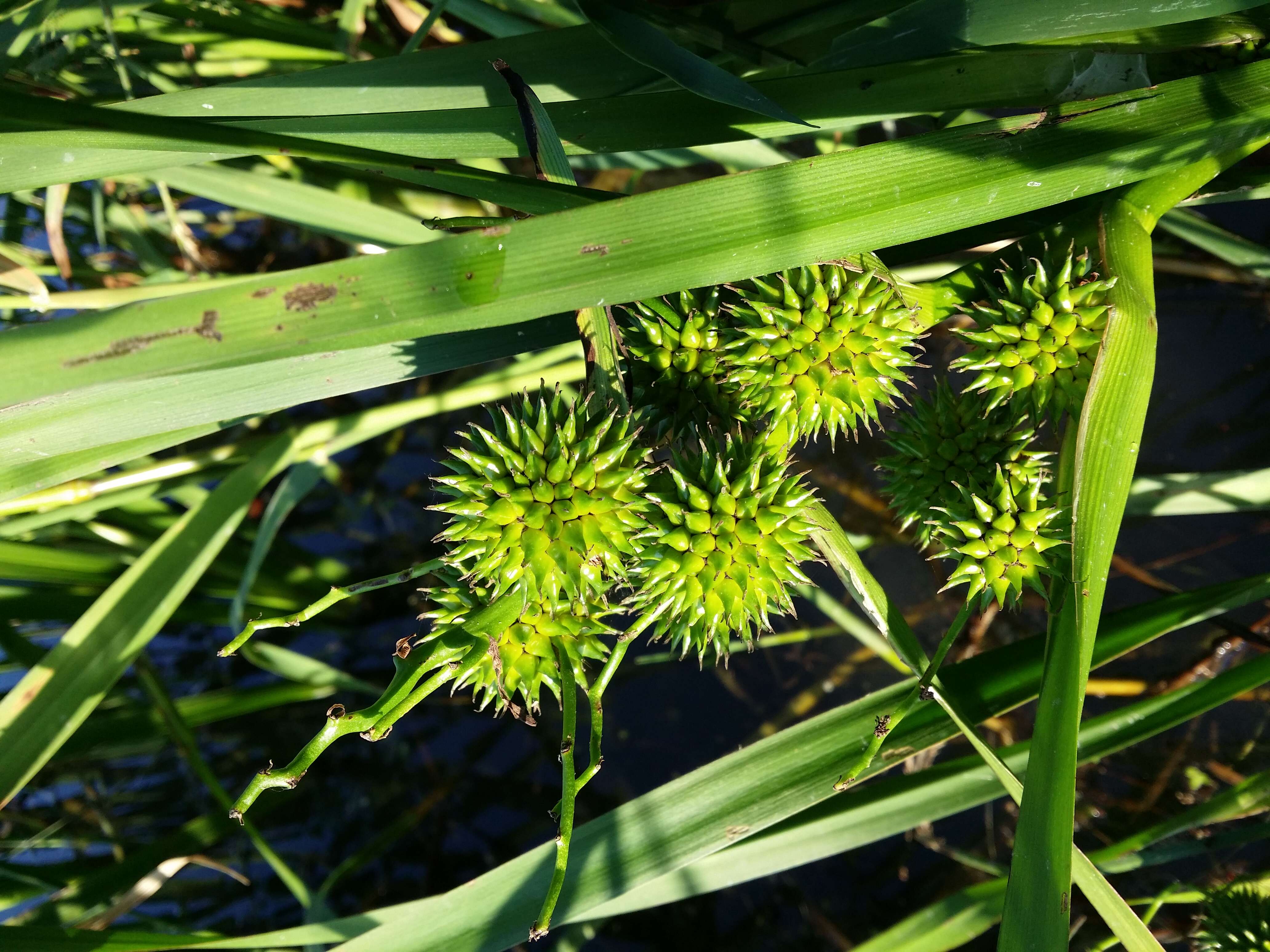 Image of Branched Bur-reed