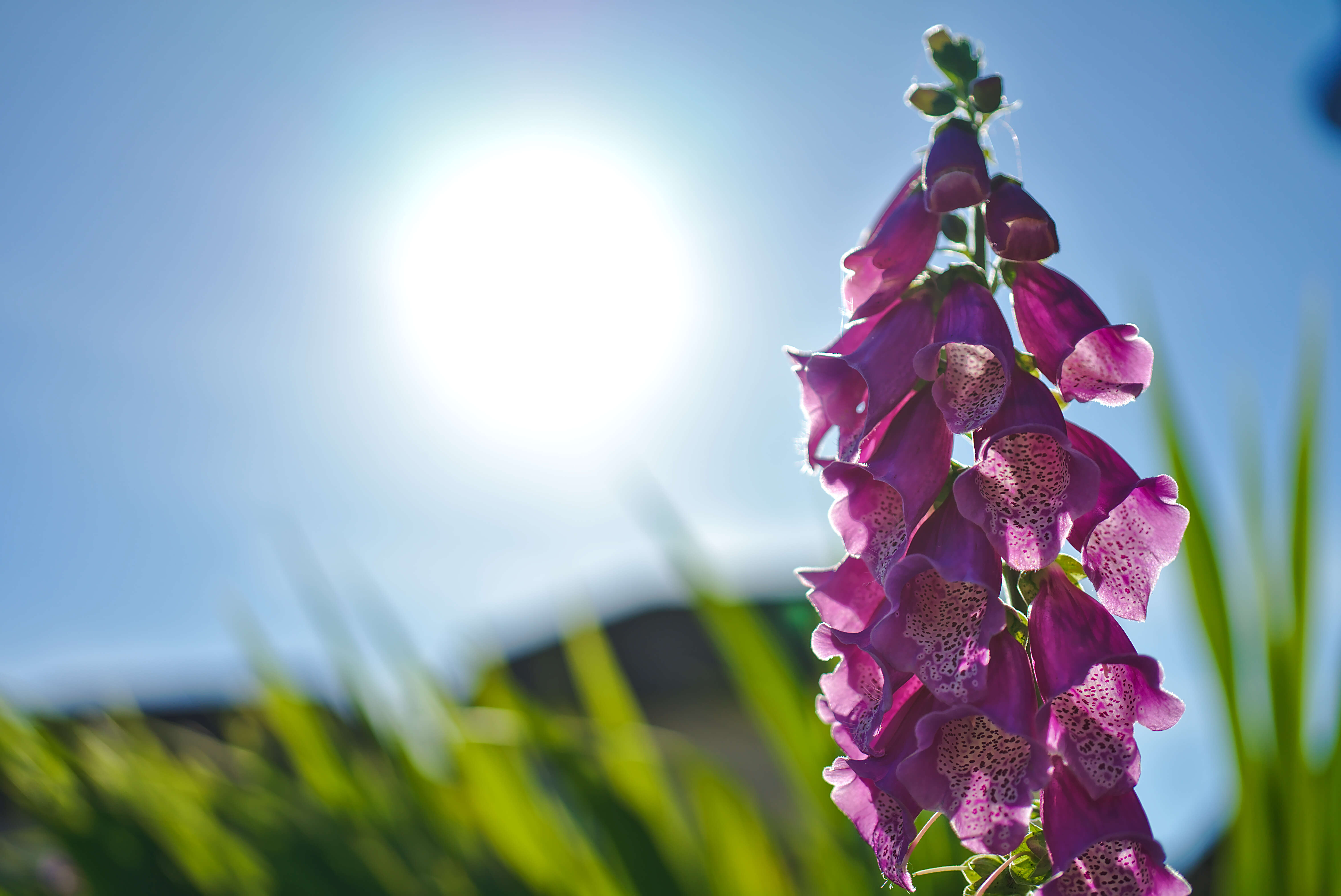 Imagem de Digitalis purpurea L.