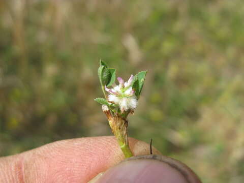 Image of woolly clover