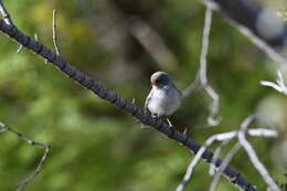 Image of Auriparus Baird & SF 1864