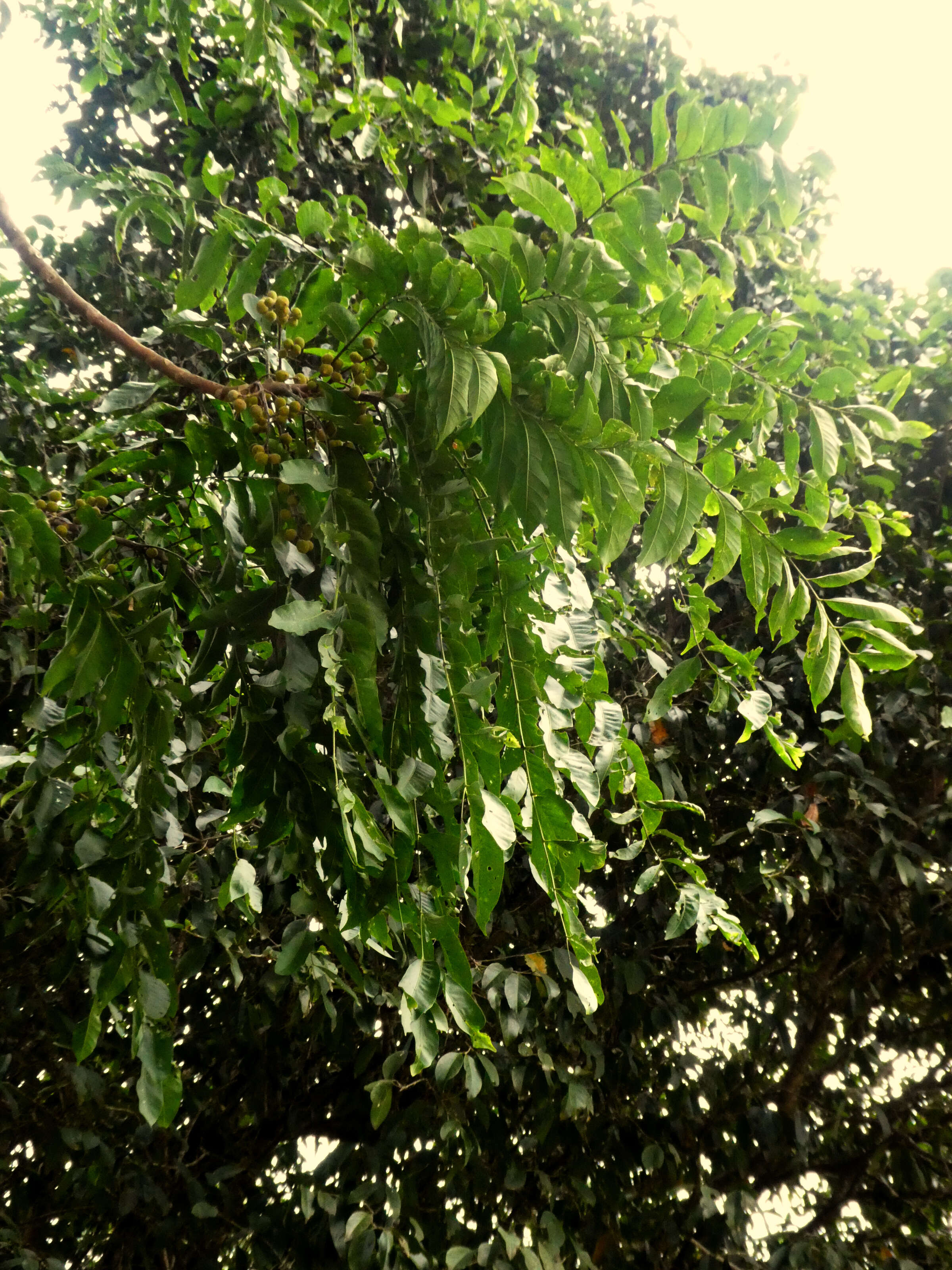 Sivun Dysoxylum gaudichaudianum (Juss.) Miq. kuva