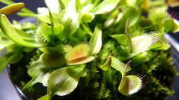 Image of Dionaea