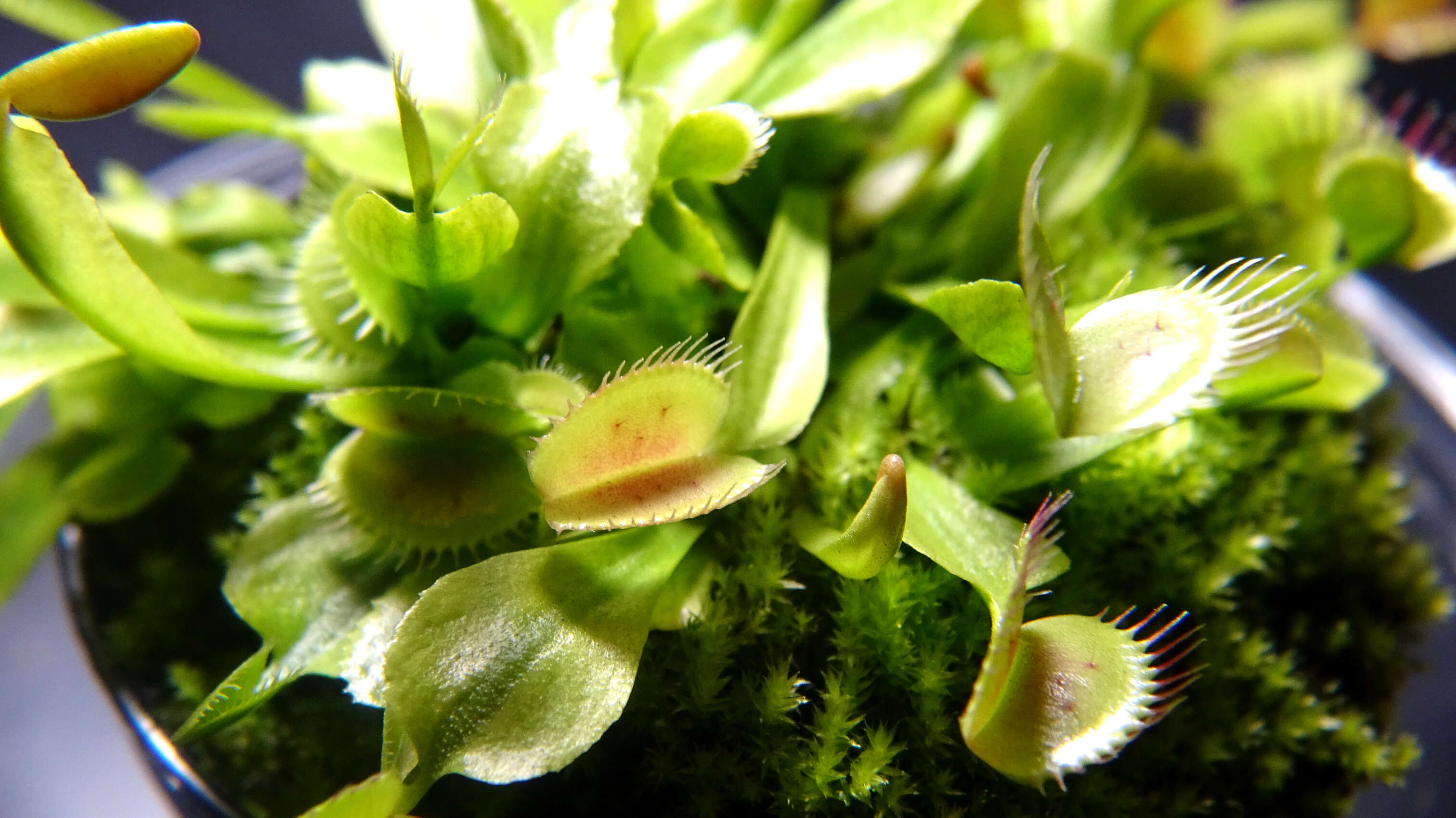 Image of Dionaea