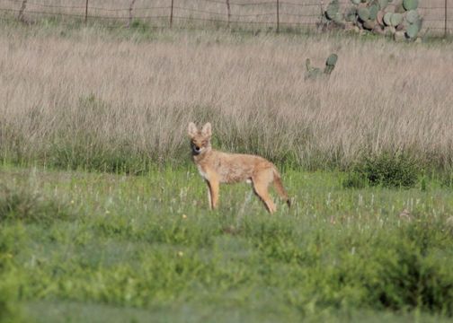 18.https www inaturalist org photos 1687139.580x360
