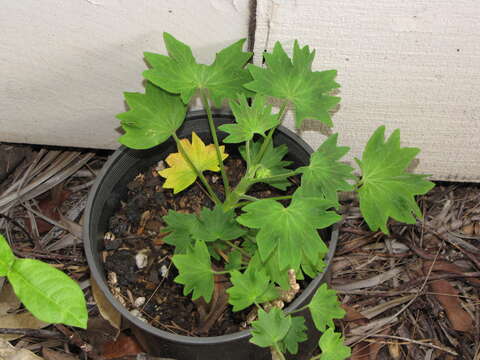 Image of Geranium