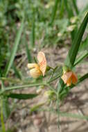 Lathyrus annuus L. resmi