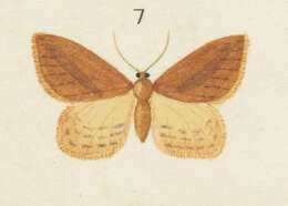 Image of Epiphryne charidema Meyrick 1909