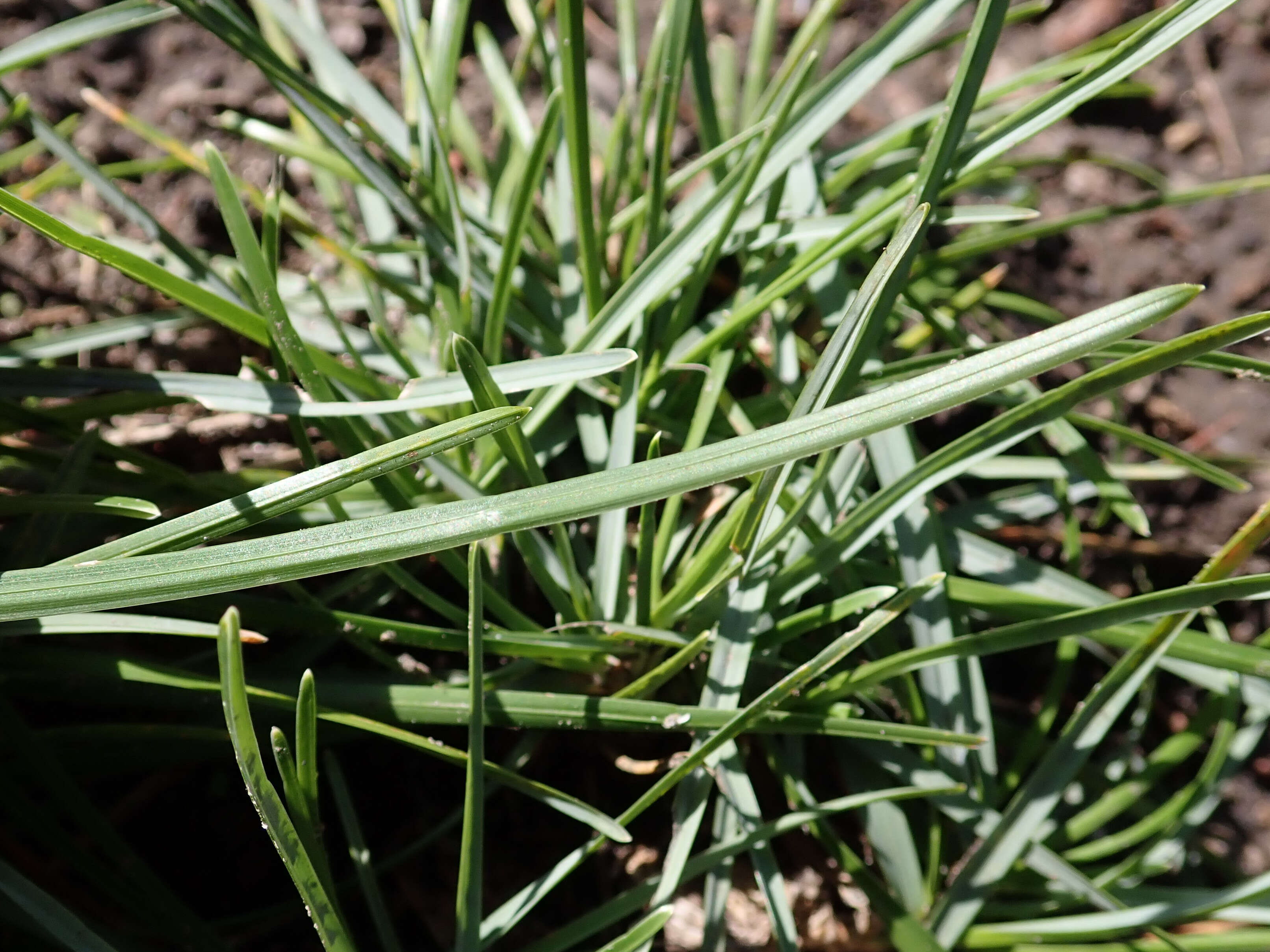 Image of blue moor grass