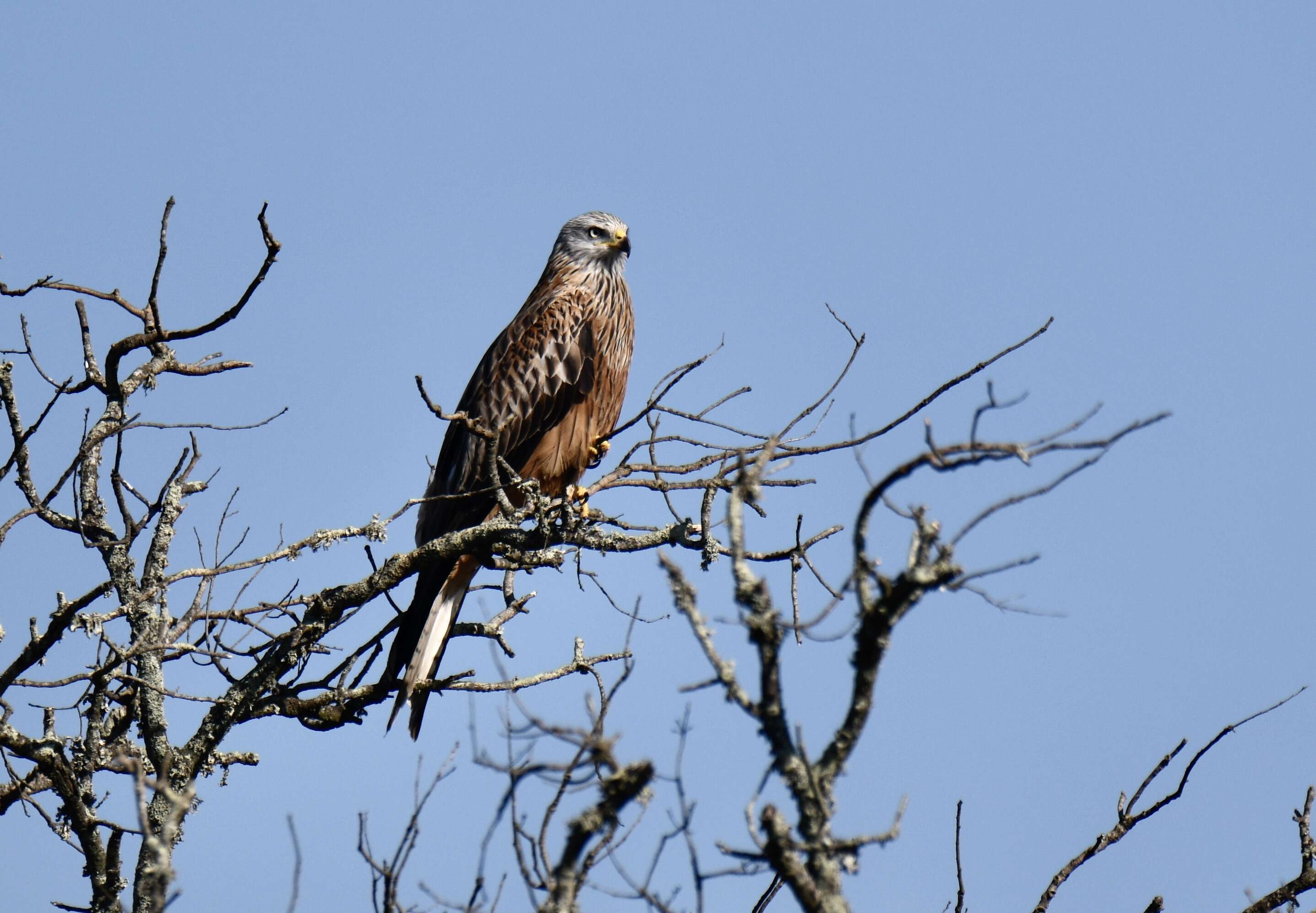 Image of Red Kite