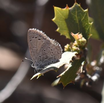 Image of <i>Celastrina echo cinerea</i>