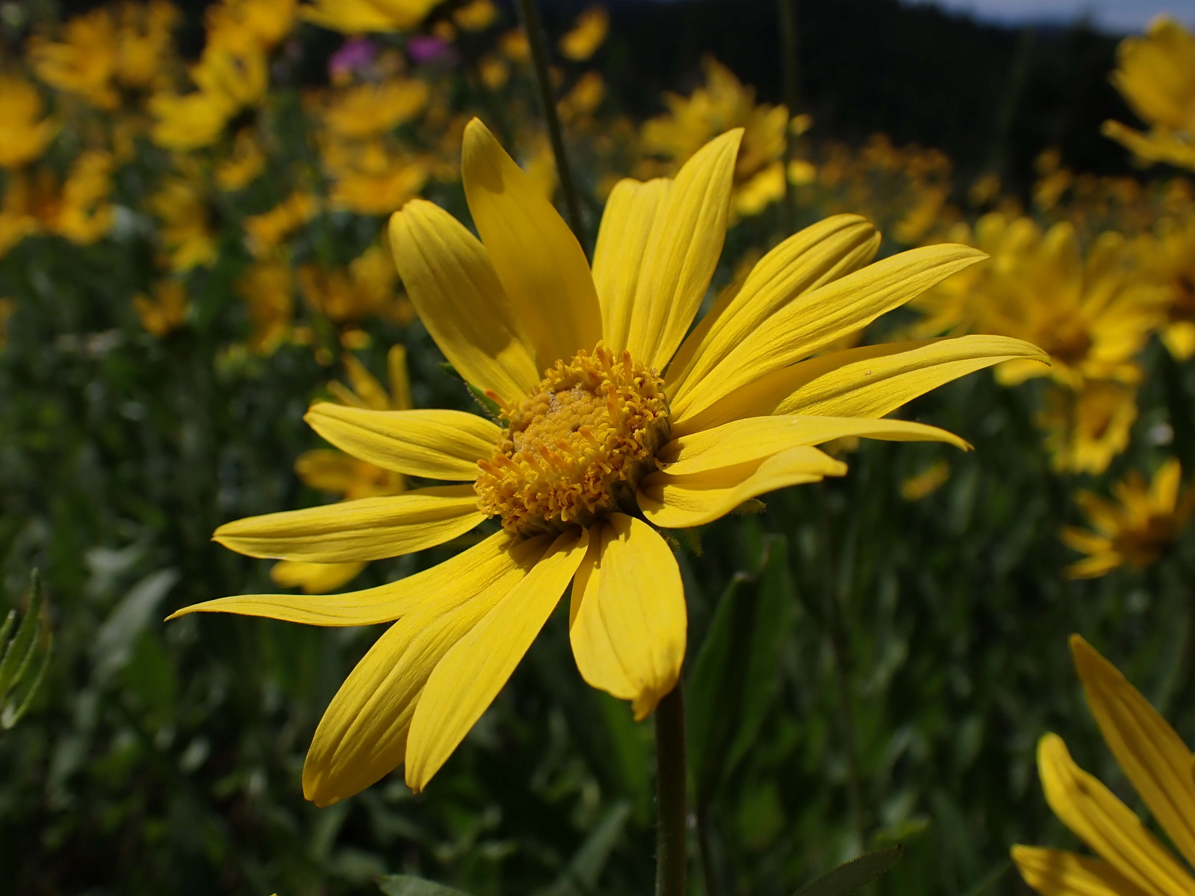 Sivun Helianthella uniflora (Nutt.) Torr. & A. Gray kuva