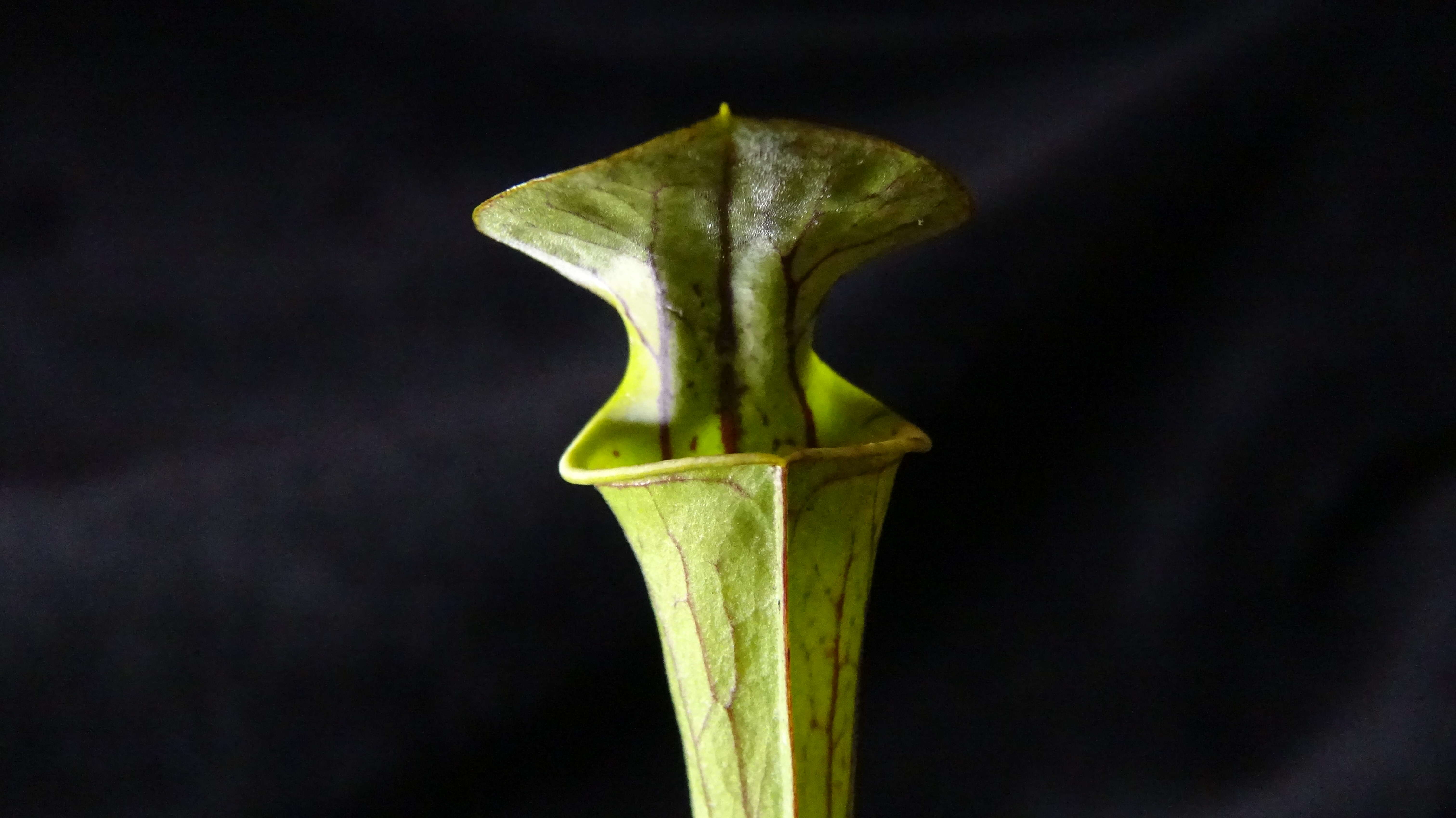 Image of Yellow pitcher plant