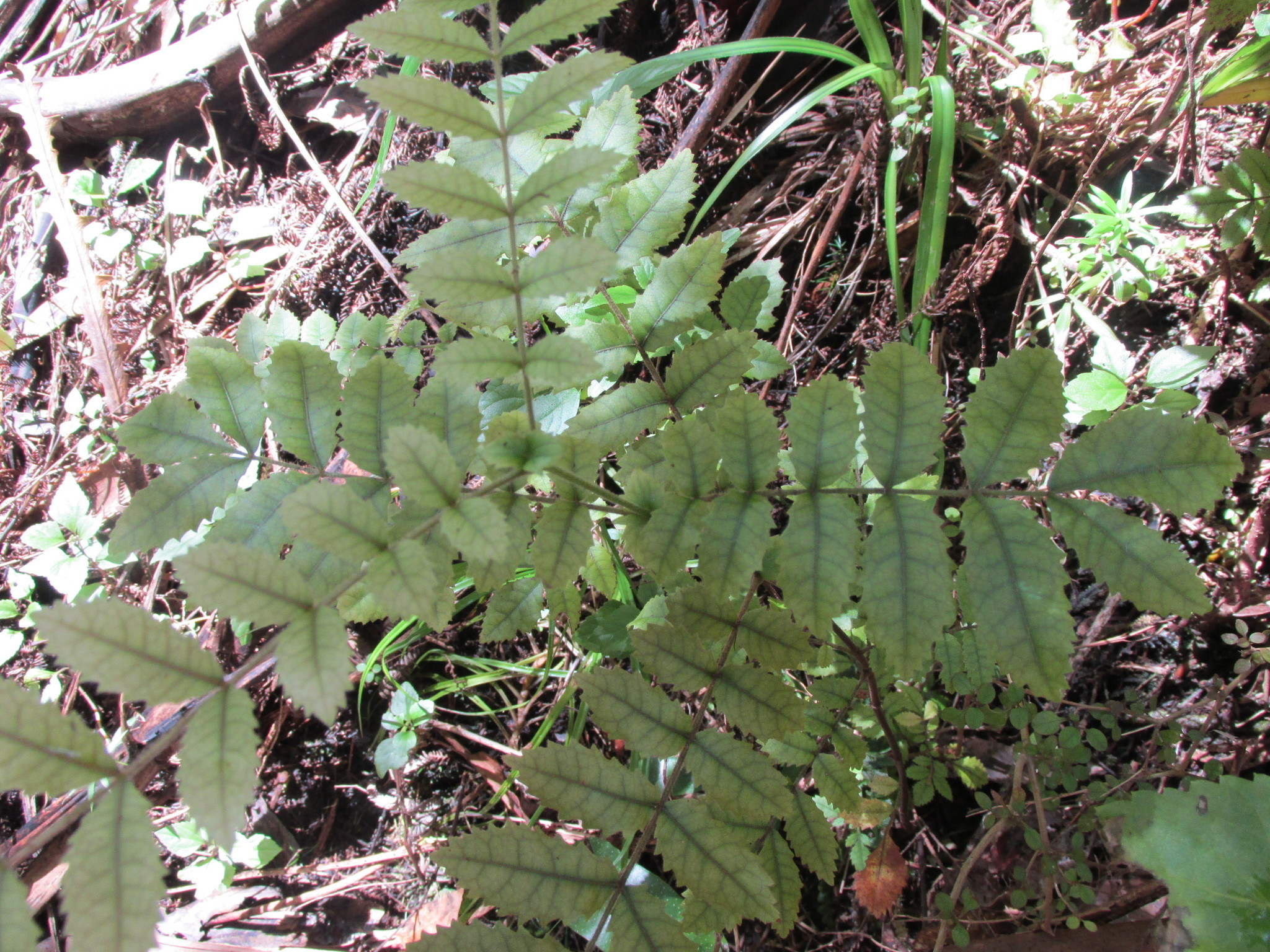 Image of Ackama rosifolia A. Cunn.